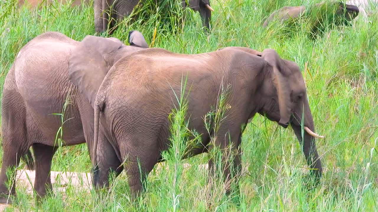풀이 많은 사바나 에 있는 코끼리 들