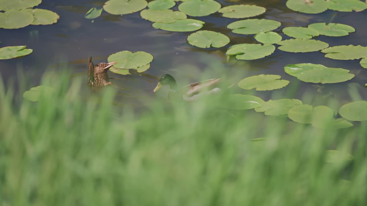 A couple of ducks dive into a pond covered with water lily leaves, creating ripples in the serene water