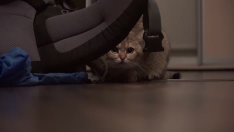 Beautiful-cat-trying-to-hide-away-behind-backpack,-close-up-shot