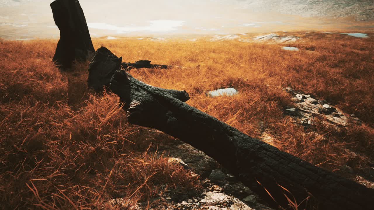 troncos de árboles quemados después de un incendio forestal