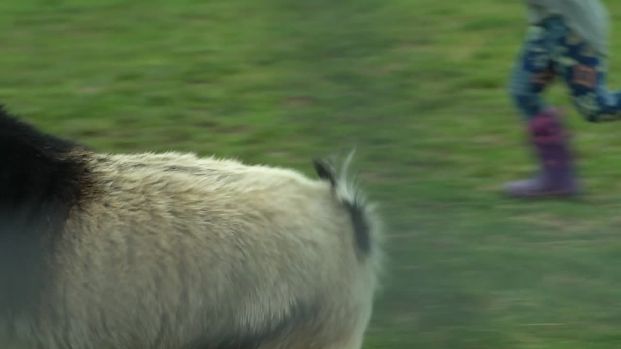 Un caprone che rincorre i capretti