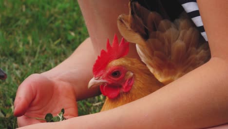 Poultry-in-cages-looking-at-the-camera