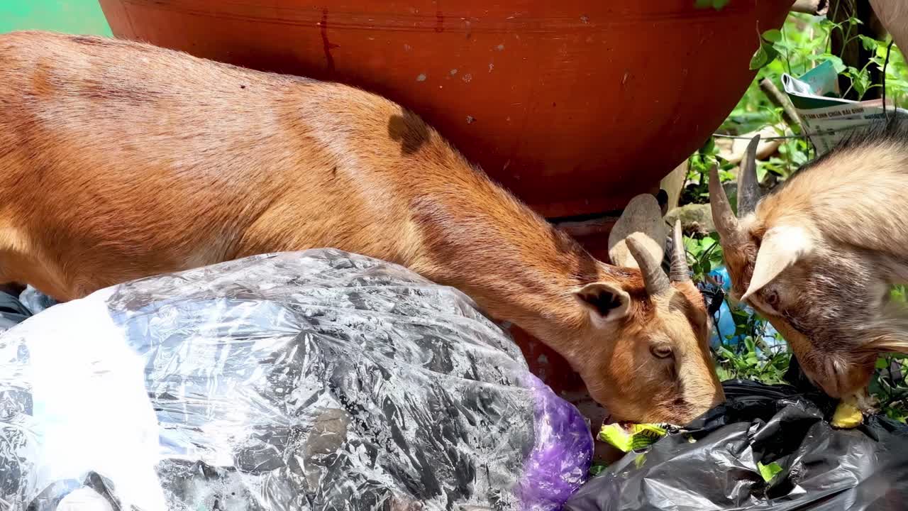 Two goats curiously explore trash bags near a large planter in a garden setting.