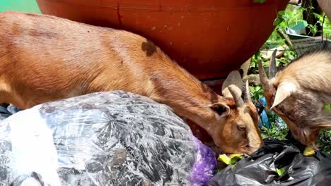 two goats curiously explore trash bags near a large planter in a garden setting.