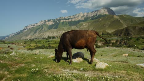 cow grazing in a mountain valley