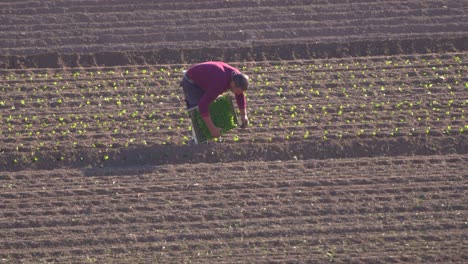 siembra de lechuga en el campo agrícola