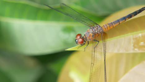 dragonfly on a leaf