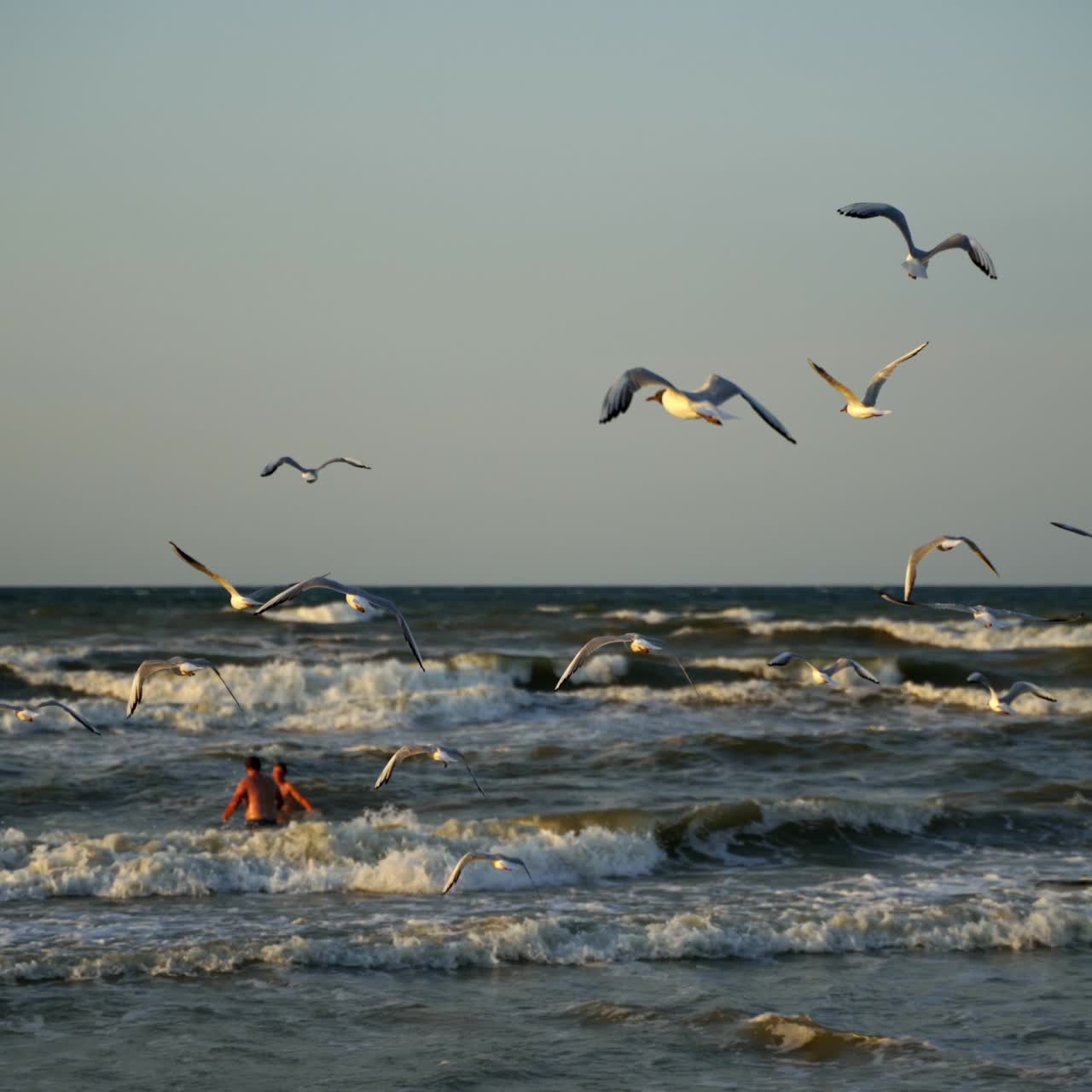 Beautiful seagulls flying near the beach. People swimming in the sea. Foamy sea waves in the evening.