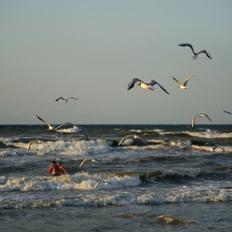 beautiful seagulls flying near the beach. people swimming in the sea. foamy sea waves in the evening.