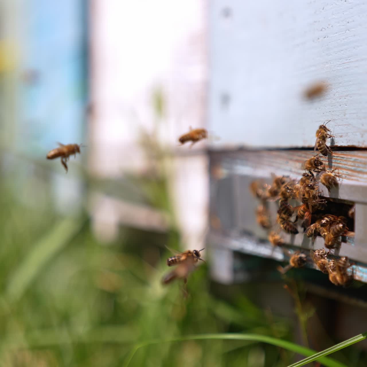 Working bees returning from the fields to their hive. Insects enter the hive or hovering over the ground. Blurred backdrop