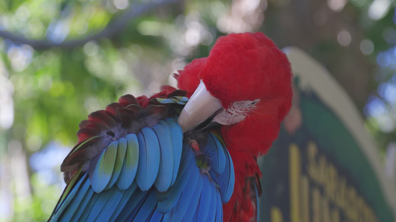 pájaro guacamayo rojo y verde preparándose a sí mismo disparo medio
