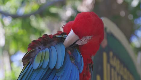 red and green macaw bird grooming self medium shot