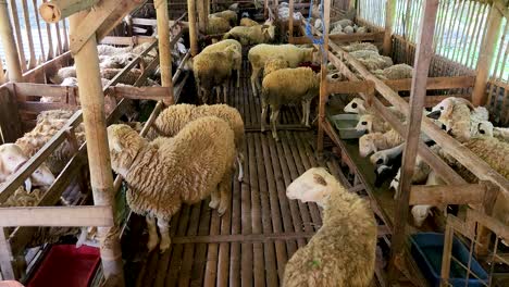 Sheep-and-goats-kept-in-dirty-cage,-static-view