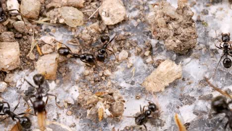 Hormigas-Trabajando-En-Equipo,-Vista-Muy-Cercana-Desde-Arriba