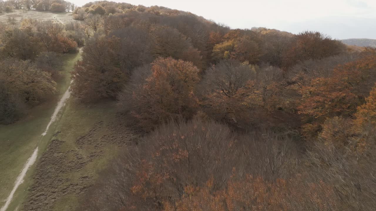 una grabación de un avión no tripulado sobre el hermoso bosque de haya de canfaito con colores de otoño
