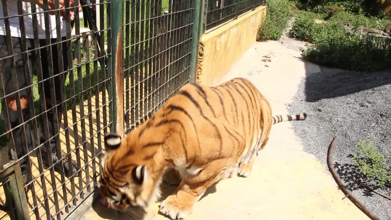 tigre acostado para comer carne cruda