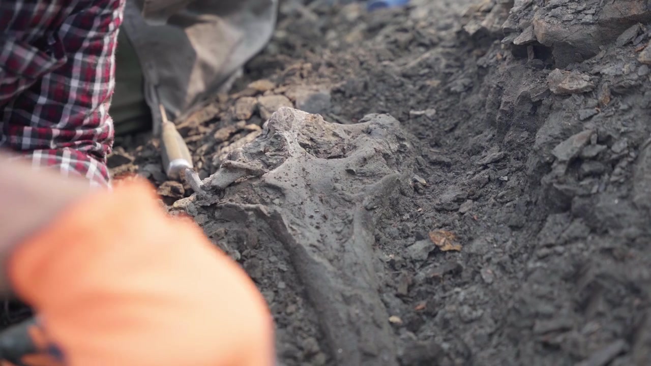 Close up detail of a crocodile skull fossil being excavated by a paleontologist with a small pickaxe on the muddy banks of the Amazon River in Iquitos Peru.