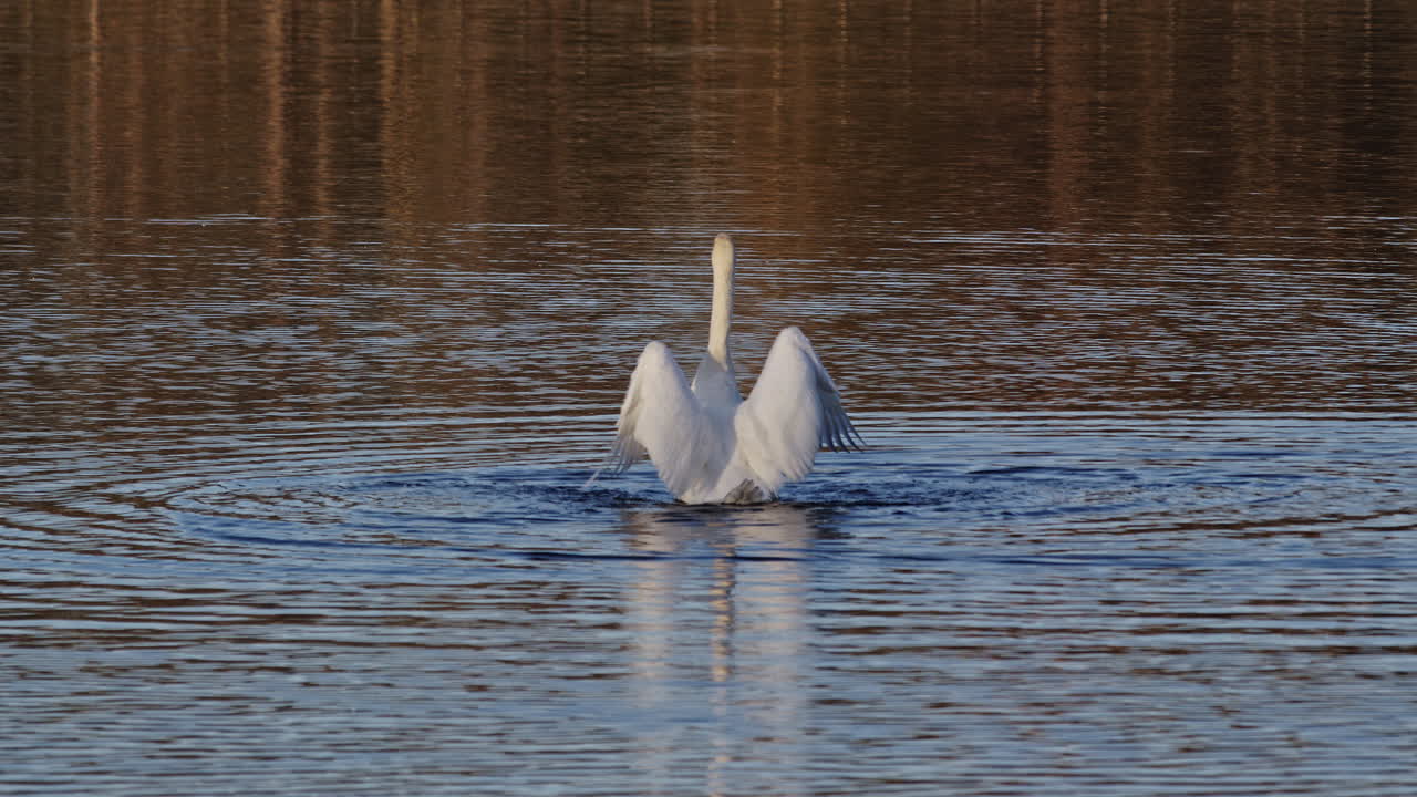 Serene dawn scene showing swans in slow motion on a quiet pond