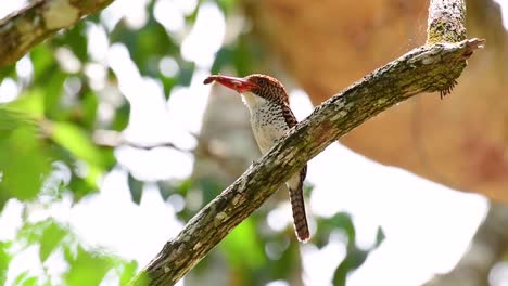 Un-Martín-Pescador-De-árboles-Y-Una-De-Las-Aves-Más-Hermosas-Que-Se-Encuentran-En-Tailandia-Dentro-De-Las-Selvas-Tropicales