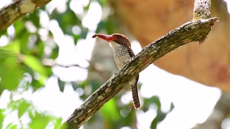 un martín pescador de árboles y una de las aves más hermosas que se encuentran en tailandia dentro de las selvas tropicales