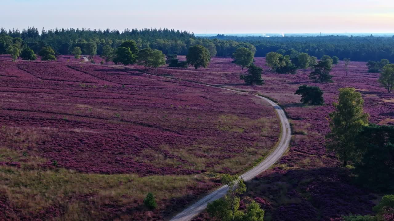 Aerial view of a heath landscape with purple flowers and a road