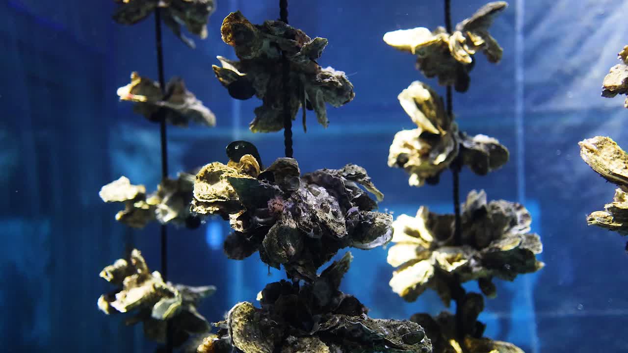 물에 매달린 오스트리, 부드럽게 움직이는