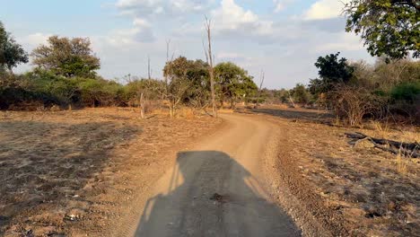 pov view from a safari car driving in the savannah in south luangwa national park. zambia.