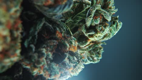 una toma cinematográfica macro vertical de una planta de cannabis, cepas híbridas, indica y sativa, flor de marihuana, en un soporte giratorio de 360, cámara lenta, 4k