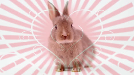 animation of a cute rabbit with pink ray background