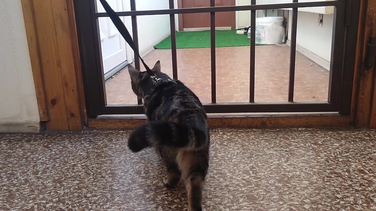 A static wide shot shows a dark tabby cat wearing a safety harness and leash standing indoors on a terrazzo floor, looking curiously through a barred door gate toward the entryway beyond.