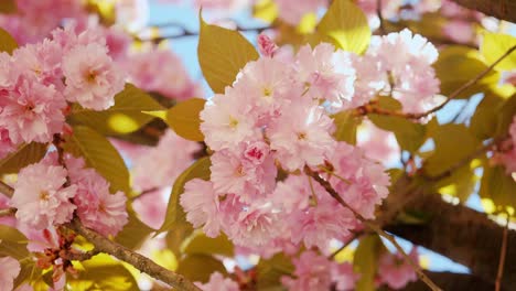 Fesselnde-Aufnahme,-Die-Die-Zarten-Rosa-Kirschblüten-In-Voller-Blüte-Zeigt,-Mit-Sonnenlicht,-Das-Durch-Die-Weichen-Blütenblätter-Inmitten-Der-Leuchtend-Grünen-Blätter-Fällt