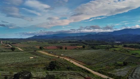 Aerial-shot-of-Country-road-Country-Road,-Aerial-shot,-dji-clip-road,-tropical-place,-pineapple-plantation,-farm,-farmland-roadway,-land,-ranch,-farmstead,-grange-hi-way,-croft,-Steading-pavement