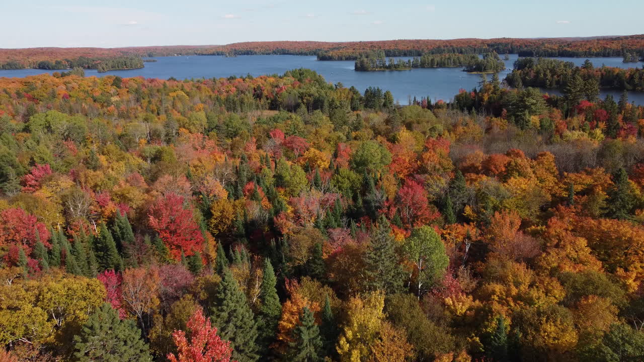 Drone flying over forest inside Algonquin Provincial Park during fall season and river at the background