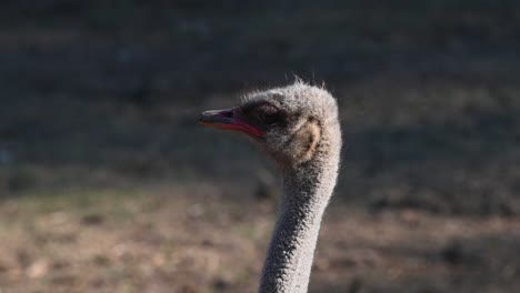 common ostrich, struthio camelus, africa