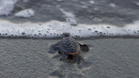 Baby-Karettschildkröte-Beim-Wandern-An-Der-Karibikküste