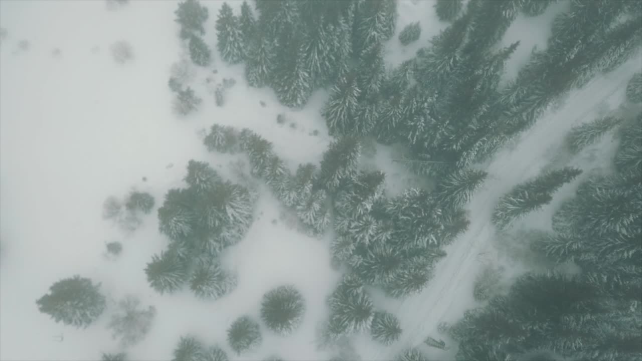 полет над лесом зимой