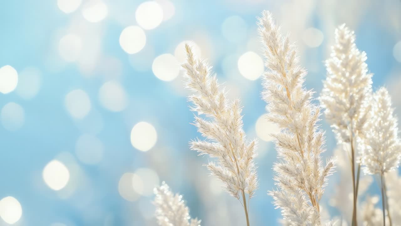 Close-up video of white pampas grass against a soft-focus blue background, capturing a serene