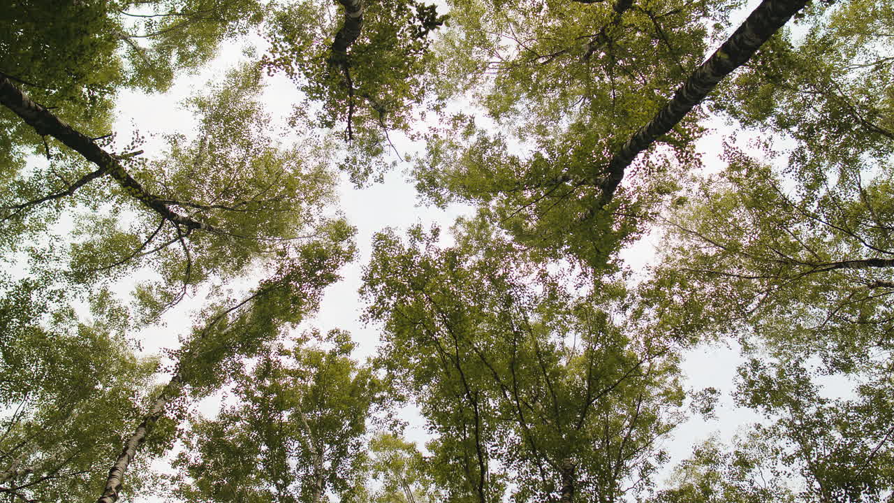 ver las cimas de los árboles con verde amarillo otoño hojas brillantes con fondo de cielo, viajes vacaciones naturaleza