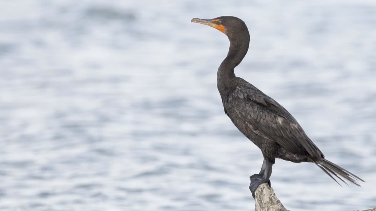 cormorán encaramado en la rama de troncos de playa con olas oceánicas en segundo plano en cámara lenta