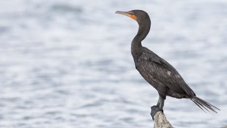 cormorant perched on beach log branch with ocean waves in background in slow motion