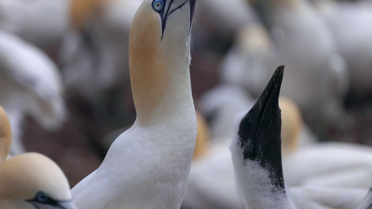 Premium stock video - Baby northern gannet face close up in 4k 60fps ...