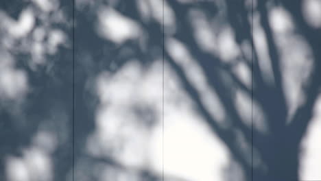 shadow of natural tree leaves on white wall texture