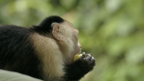 contented arboreal capuchin monkey enjoys banana feast in lush green forest slow motion