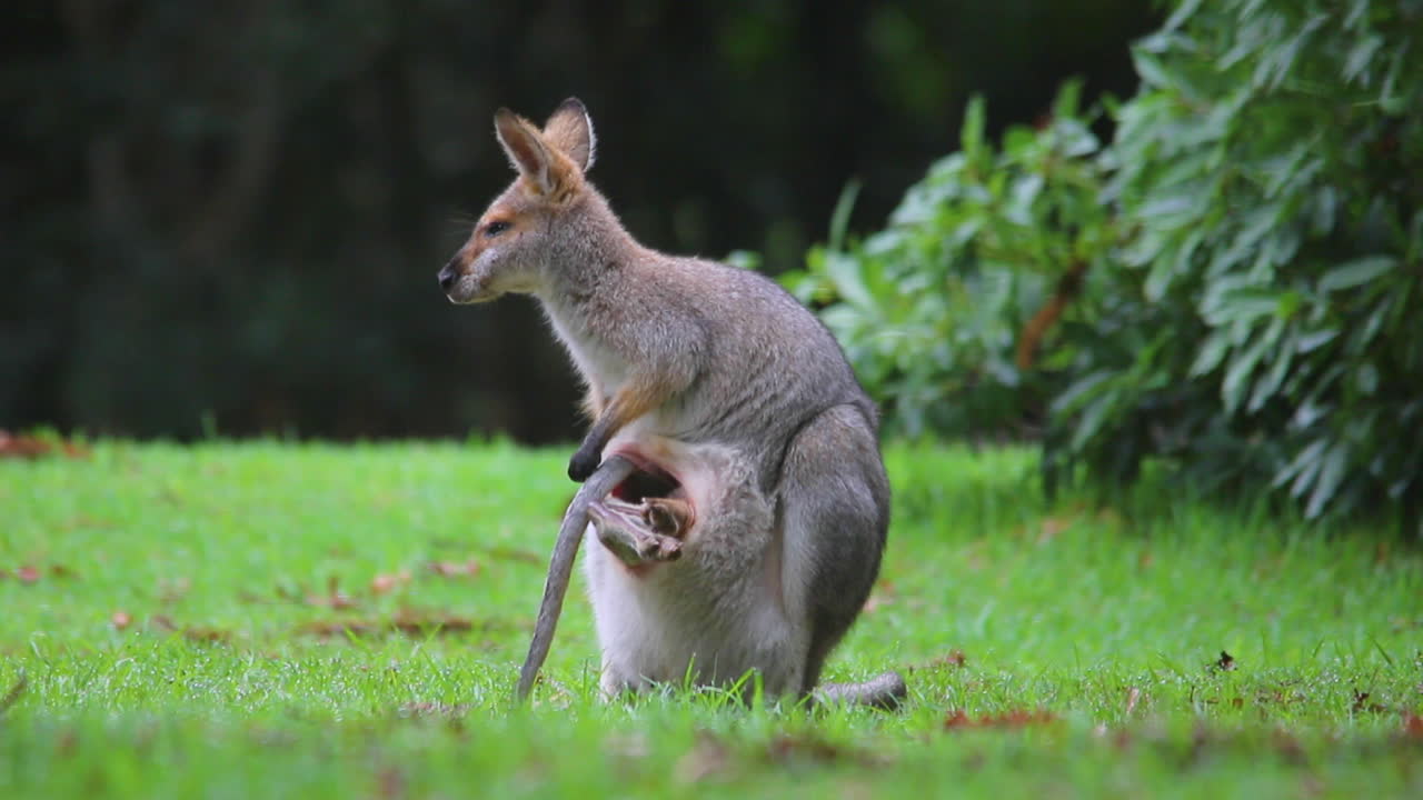 주머니에 아기를 안고 있는 엄마 왈라비 캥거루의 좋은 장면 2
