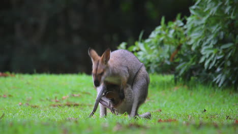 buena filmación de una madre canguro wallaby con un bebé en la bolsa 2