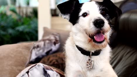 dog relaxing in sofa