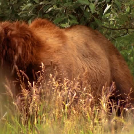 el oso kodiak (ursus arctos middendorffi) se sienta en la maleza nwr alaska 2007