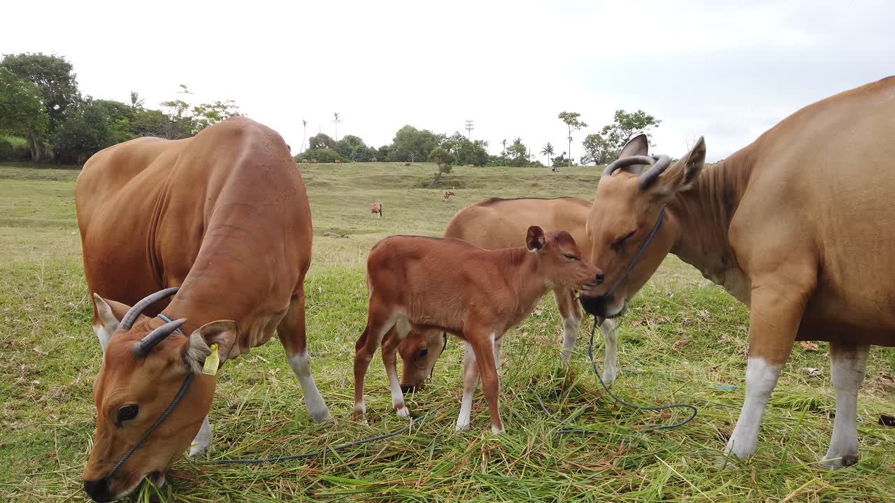 rebaño de vacas con terneros, vacas jóvenes del ganado balinés, terneros banteng domésticos