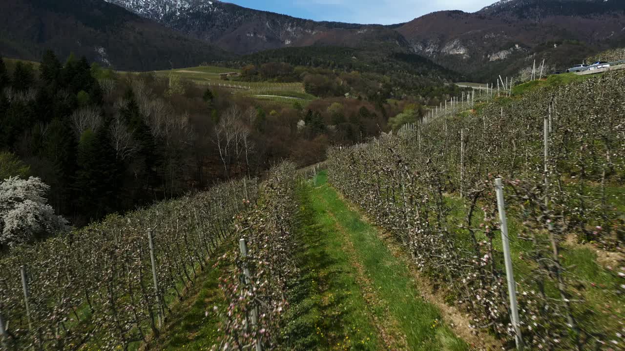 Verdi campi agricoli