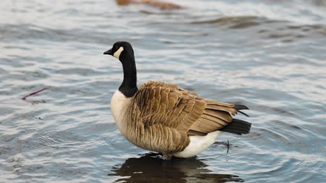 canada goose standing in the shallow water of the ottawa river as it cleans its feathers with its beak